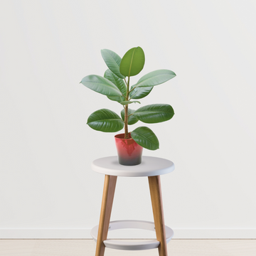 Rubber plant for indoor air purification